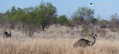 Aussie Emus