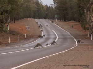 Roos on the Road